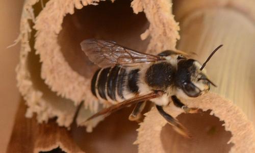 Réf. 187 621 : Megachile albisecta
